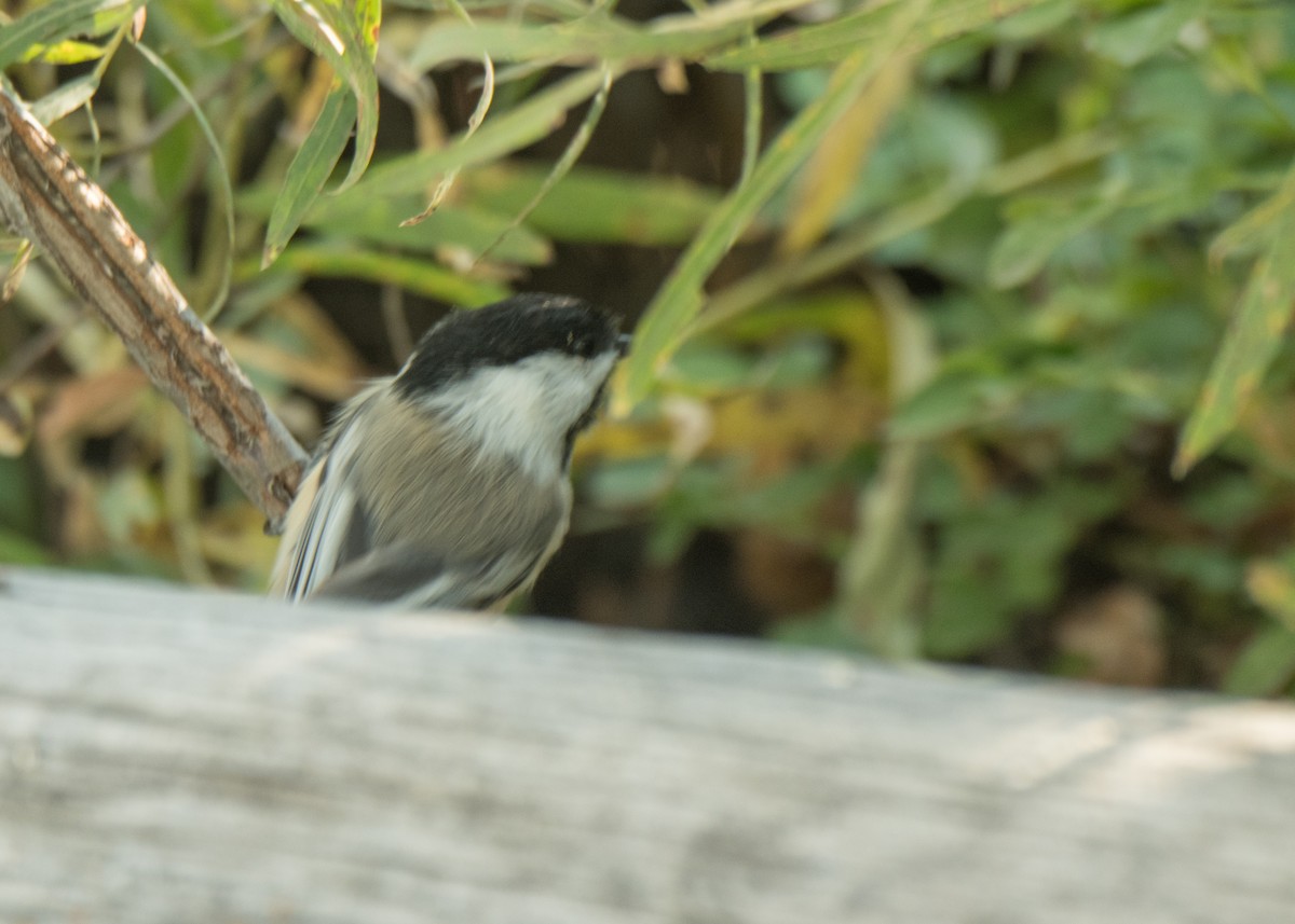 Black-capped Chickadee - ML642042269