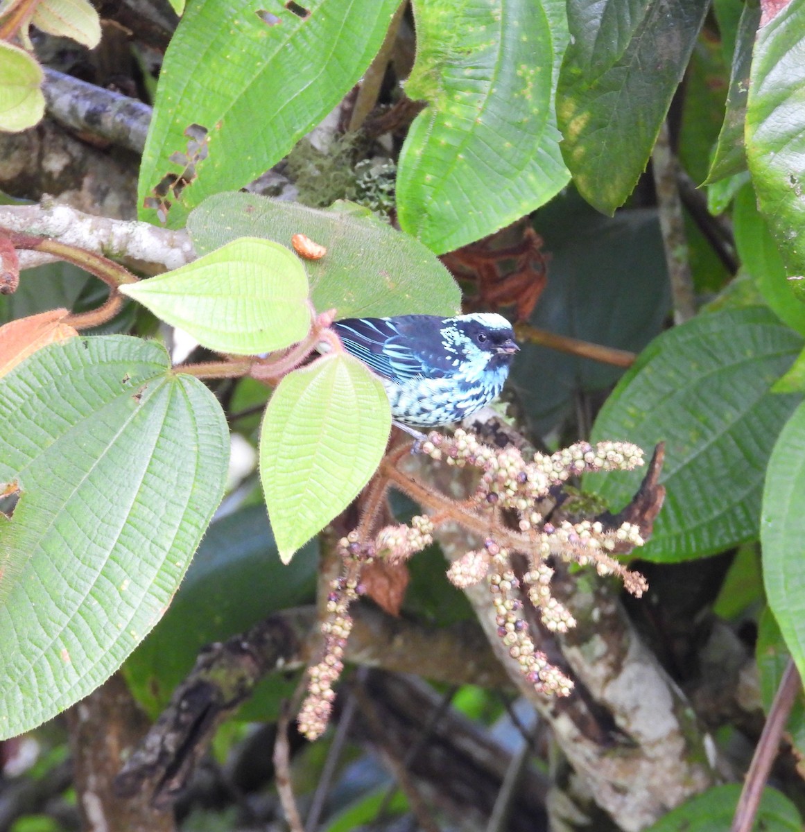 Beryl-spangled Tanager - ML642042271
