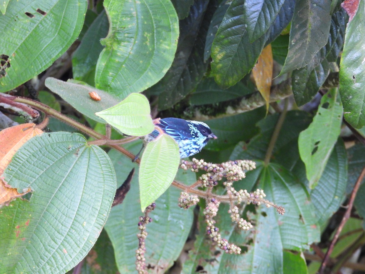 Beryl-spangled Tanager - ML642042273
