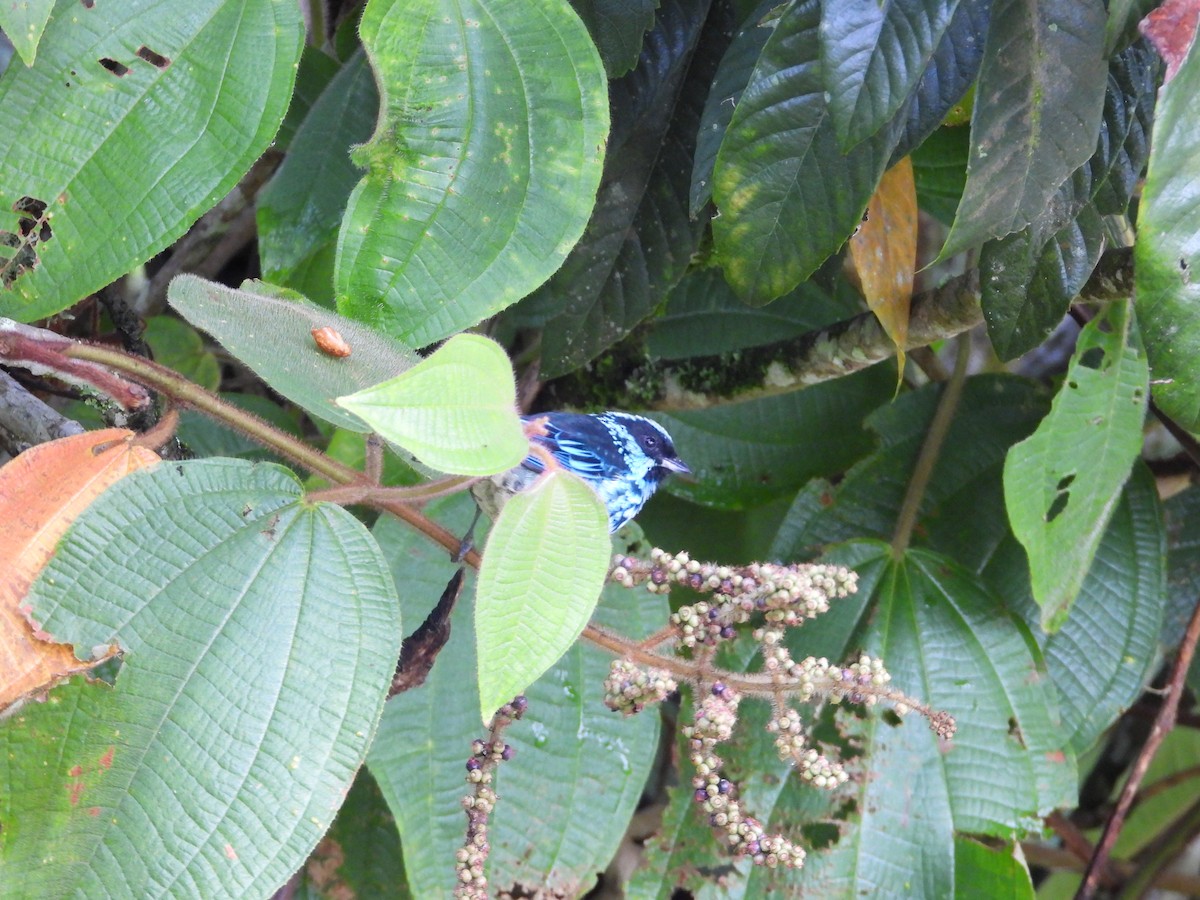 Beryl-spangled Tanager - ML642042274