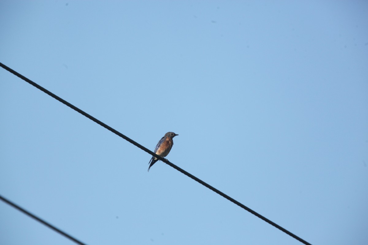 Eastern Bluebird - ML642042278