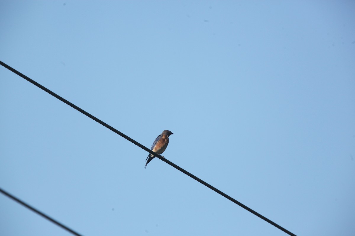 Eastern Bluebird - ML642042279