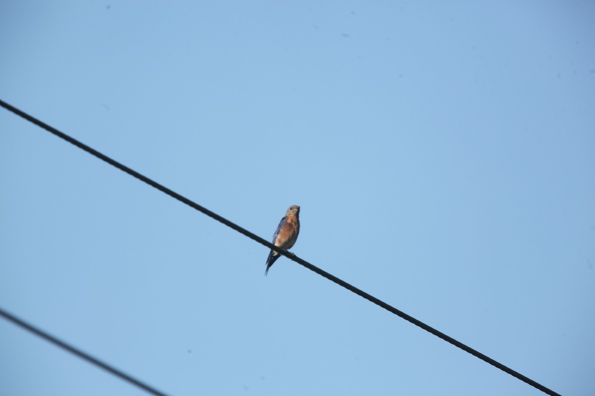 Eastern Bluebird - ML642042280