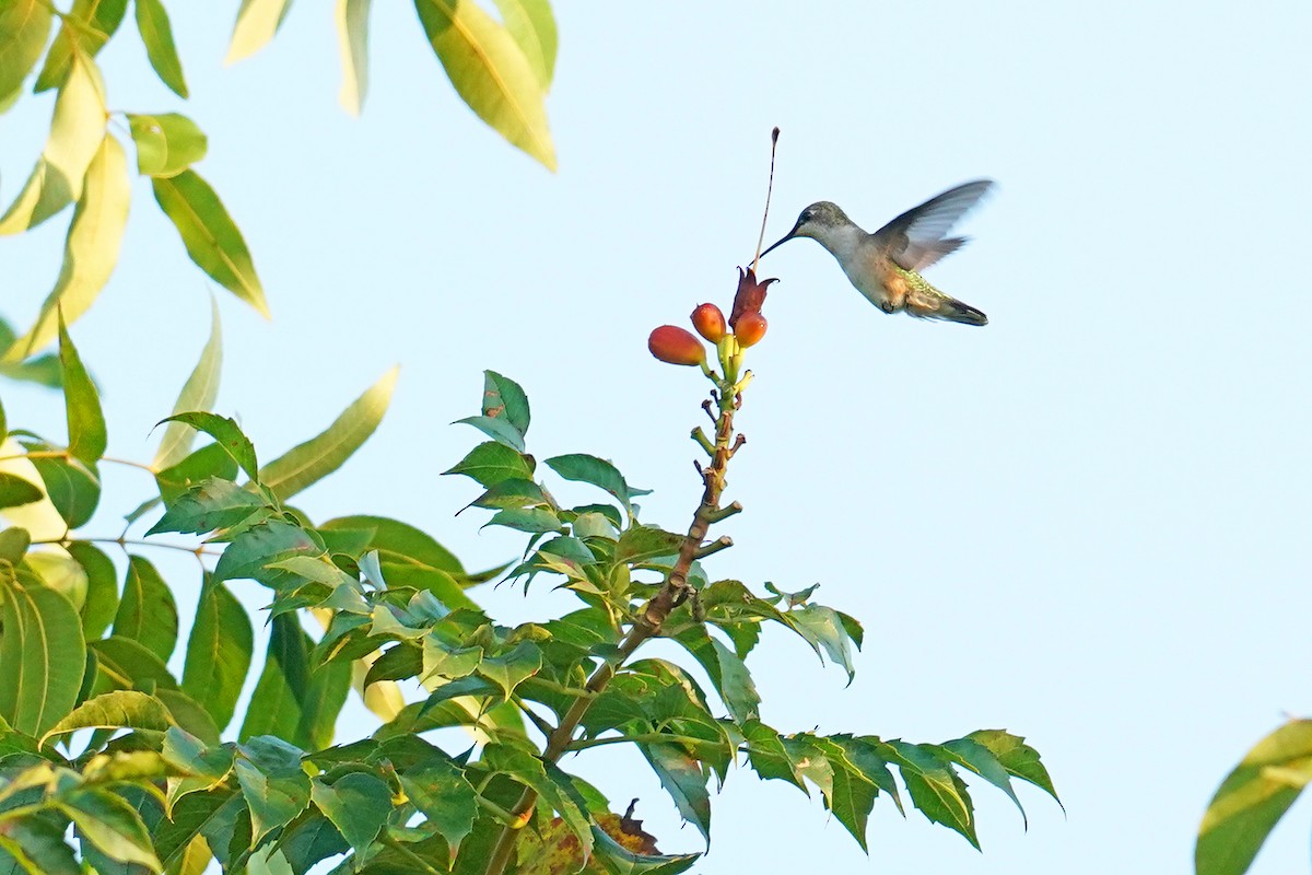 Ruby-throated Hummingbird - ML642042282