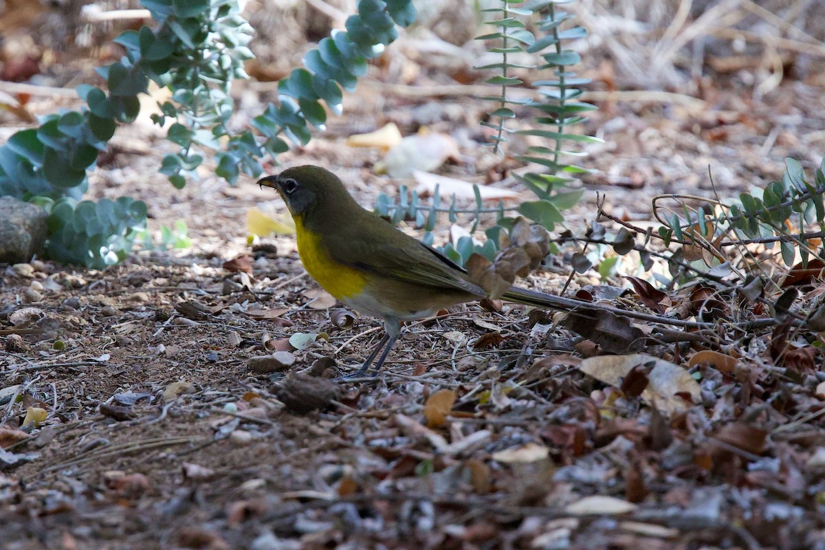 gulbrystparula - ML642042297