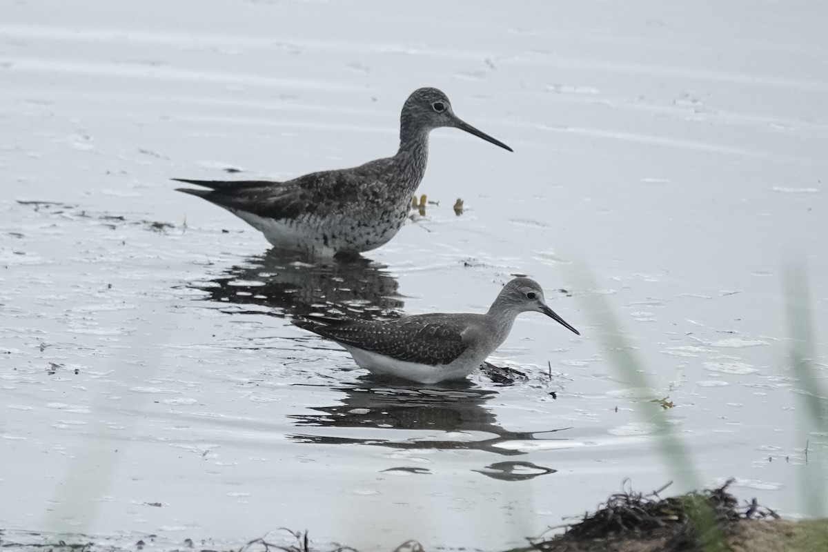 plystresnipe - ML642042328