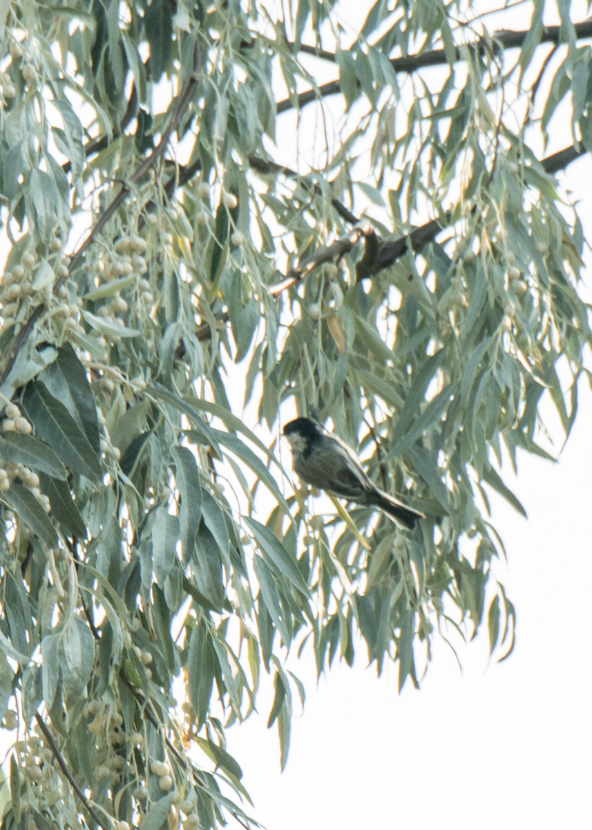 Black-capped Chickadee - ML642042341