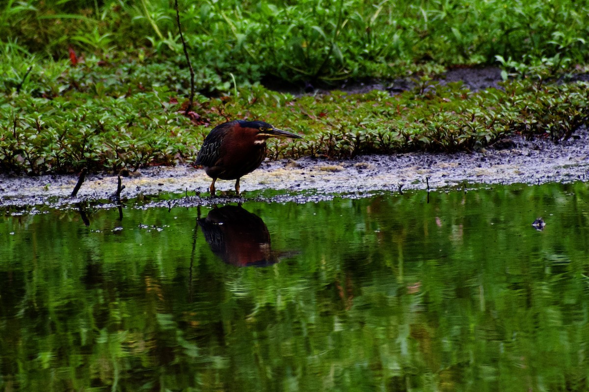 Green Heron - ML642042343