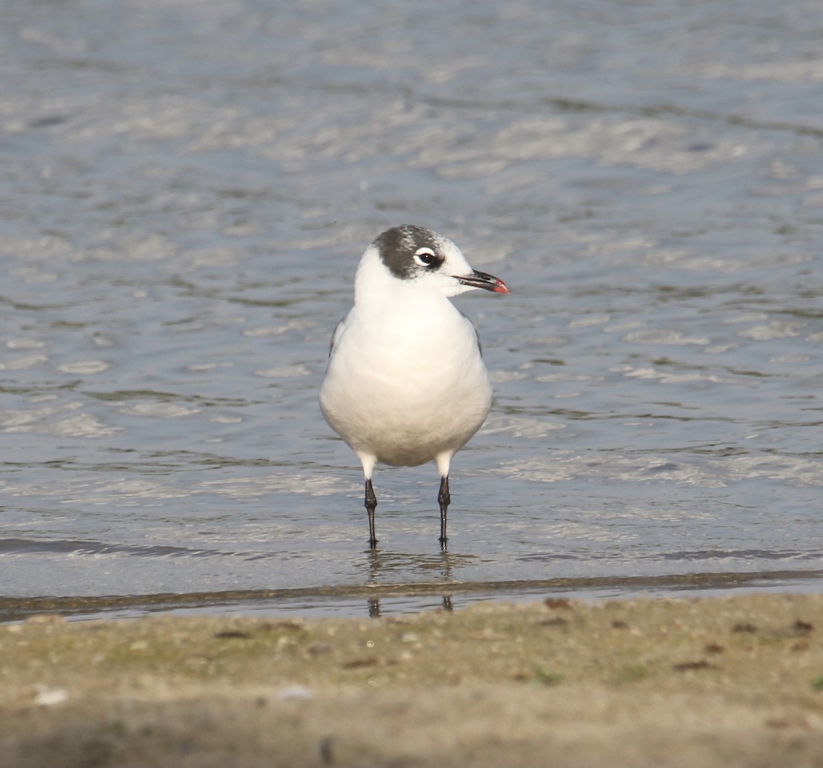 Mouette de Franklin - ML642042354