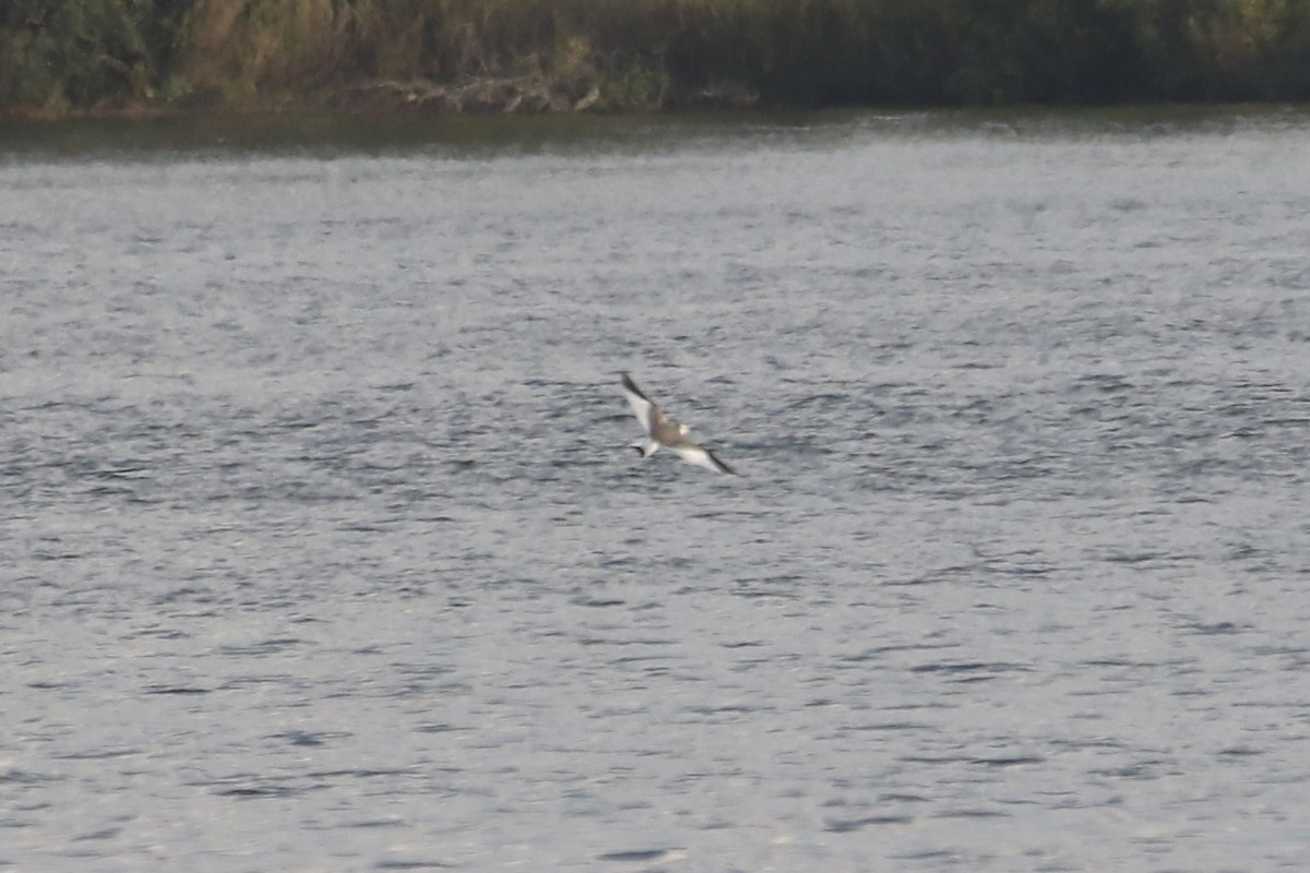 Sabine's Gull - ML642042355