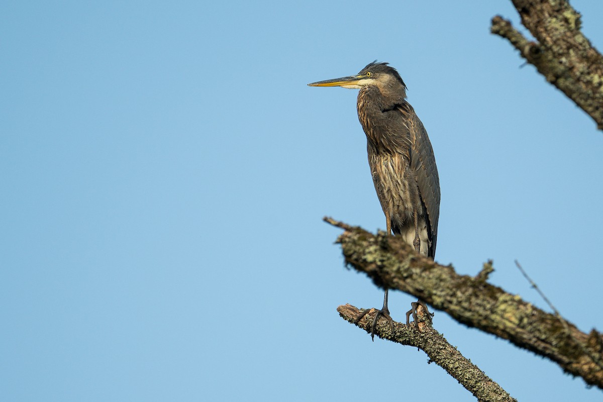 Great Blue Heron - ML642042356