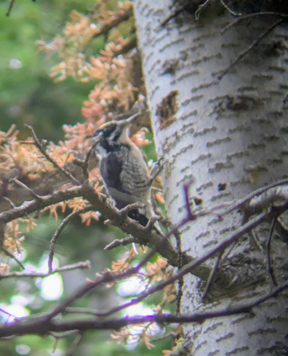 American Three-toed Woodpecker (Rocky Mts.) - ML642042372