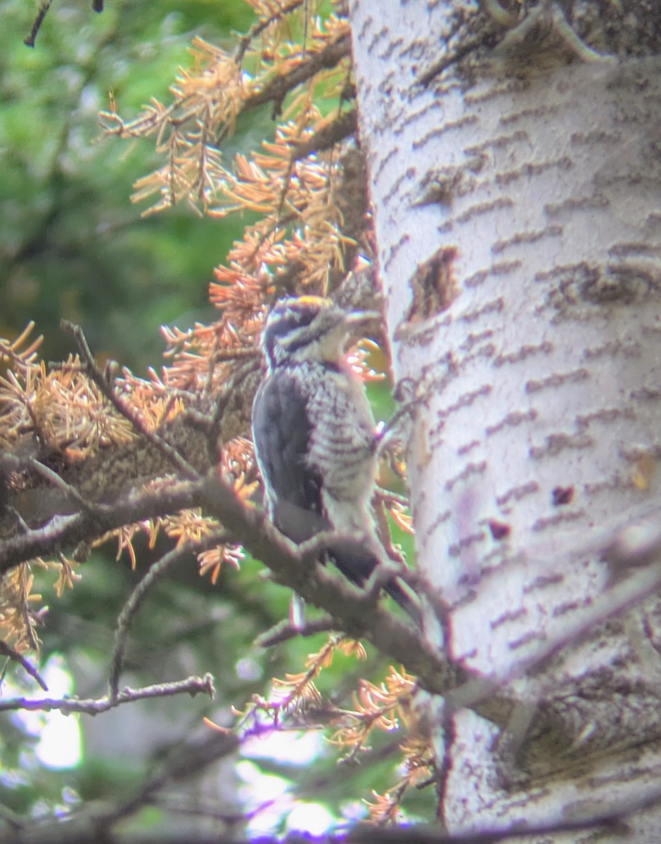 American Three-toed Woodpecker (Rocky Mts.) - ML642042373