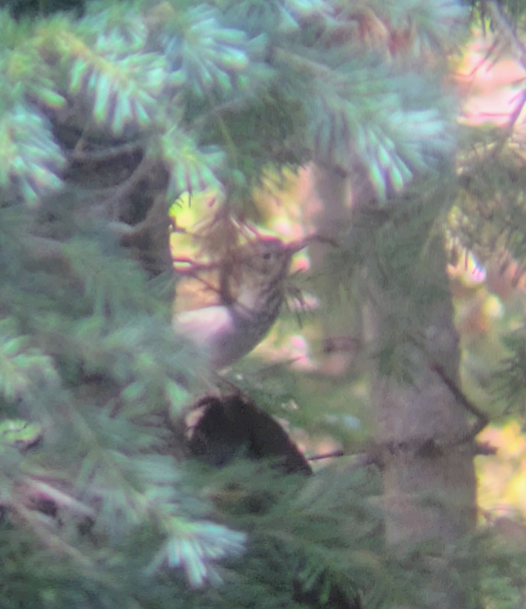 Hermit Thrush (auduboni Group) - ML642042379
