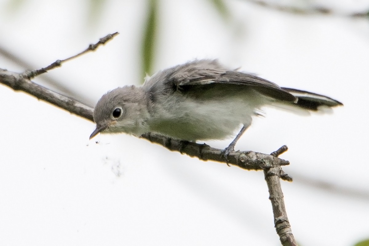 Blue-gray Gnatcatcher - ML64204241