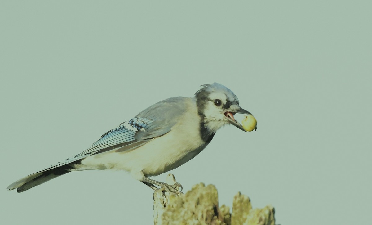 Blue Jay - ML642042439