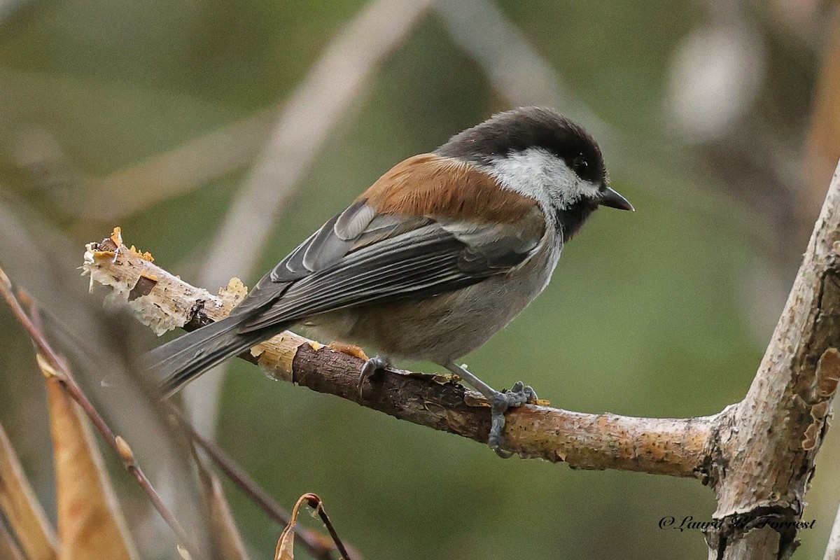 Chestnut-backed Chickadee - ML642042441