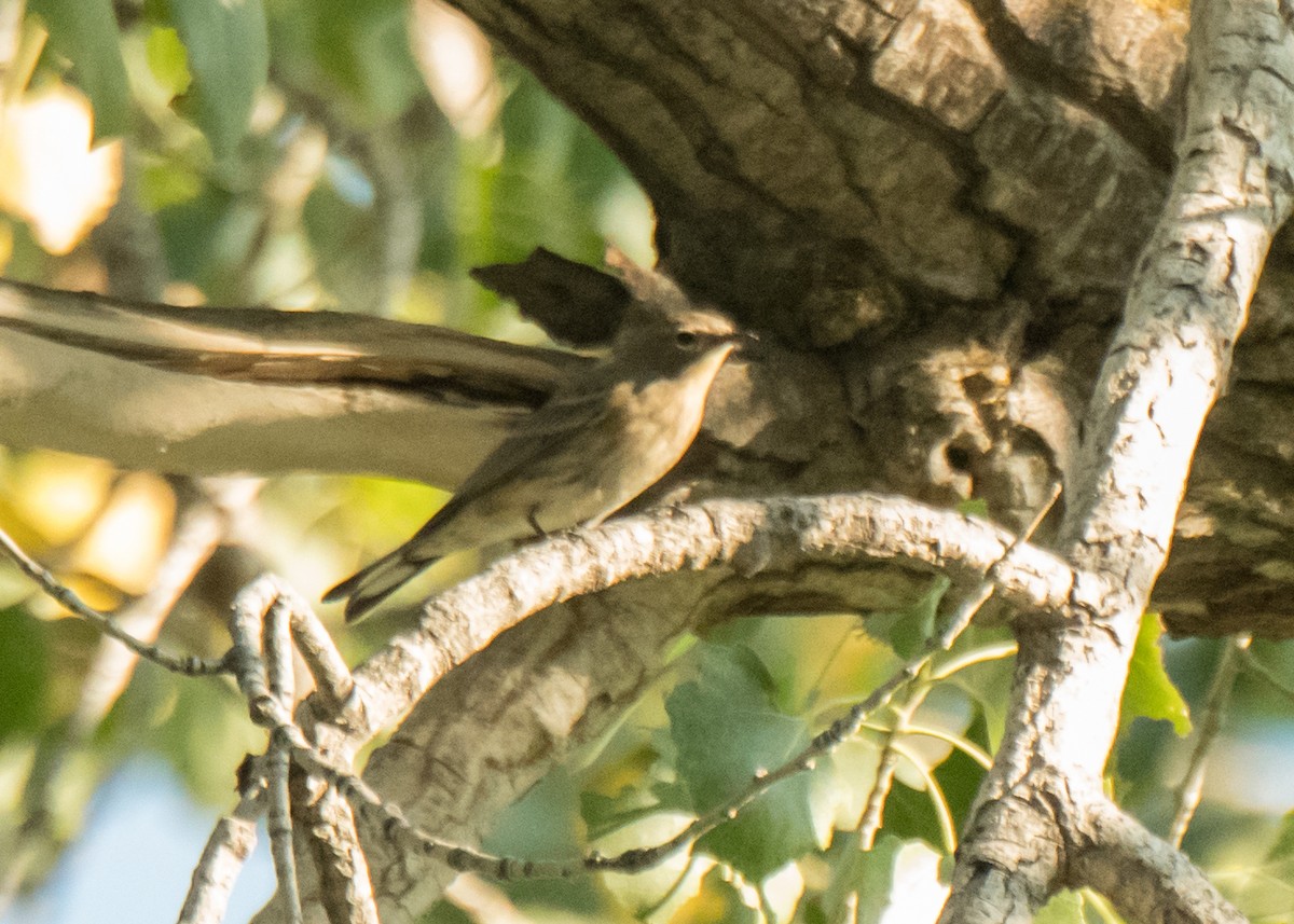 Yellow-rumped Warbler - ML642042443
