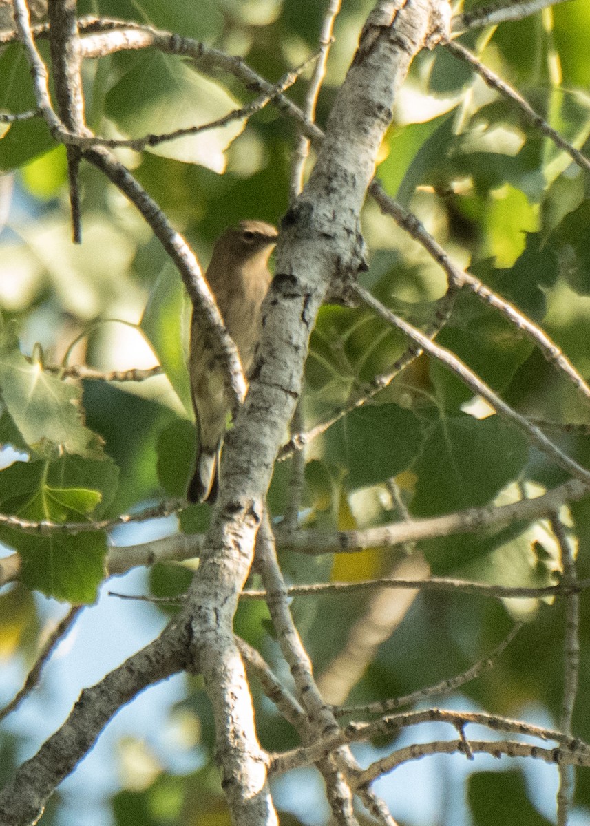 Yellow-rumped Warbler - ML642042444