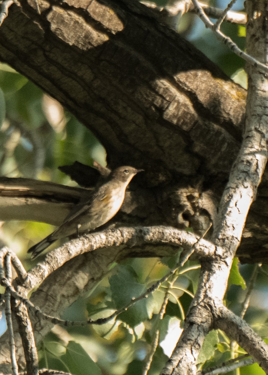 Yellow-rumped Warbler - ML642042445
