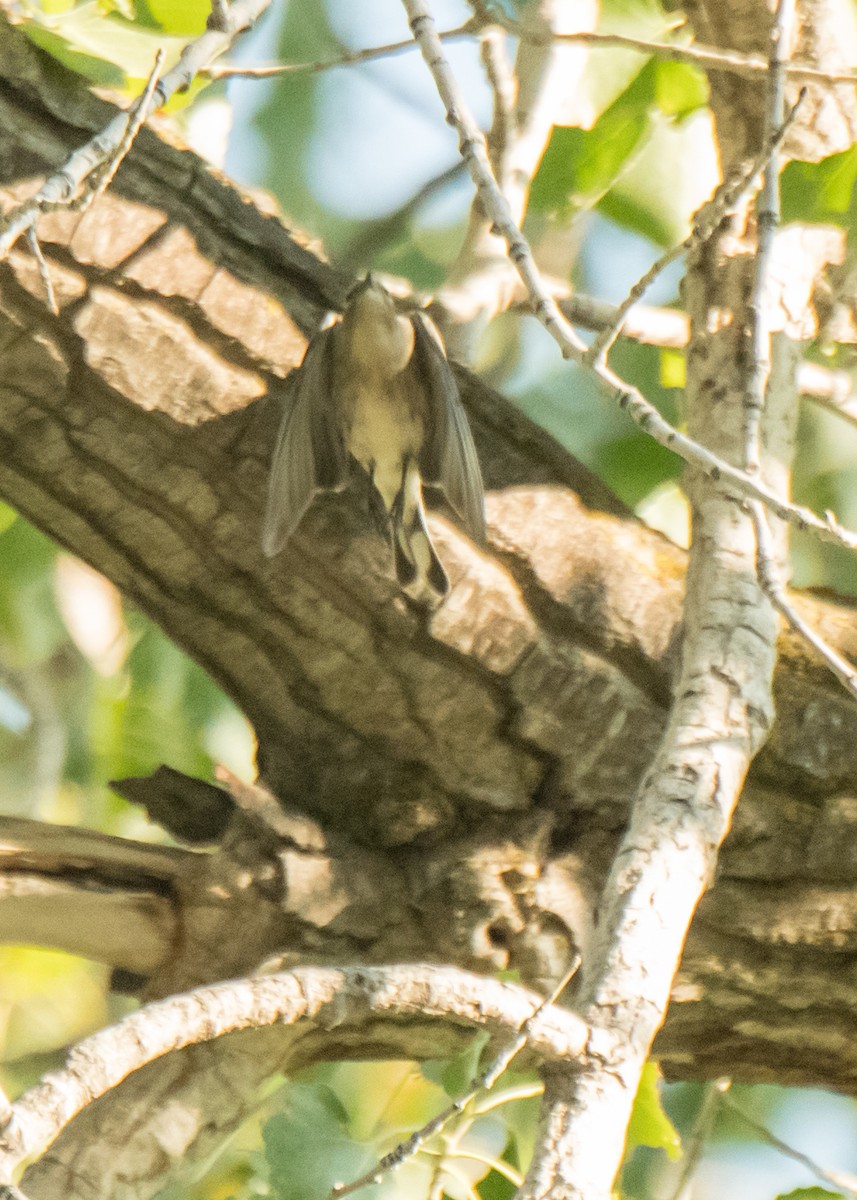 Yellow-rumped Warbler - ML642042446
