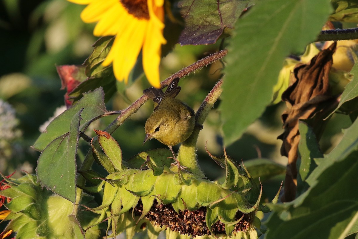 Tennessee Warbler - ML642042455