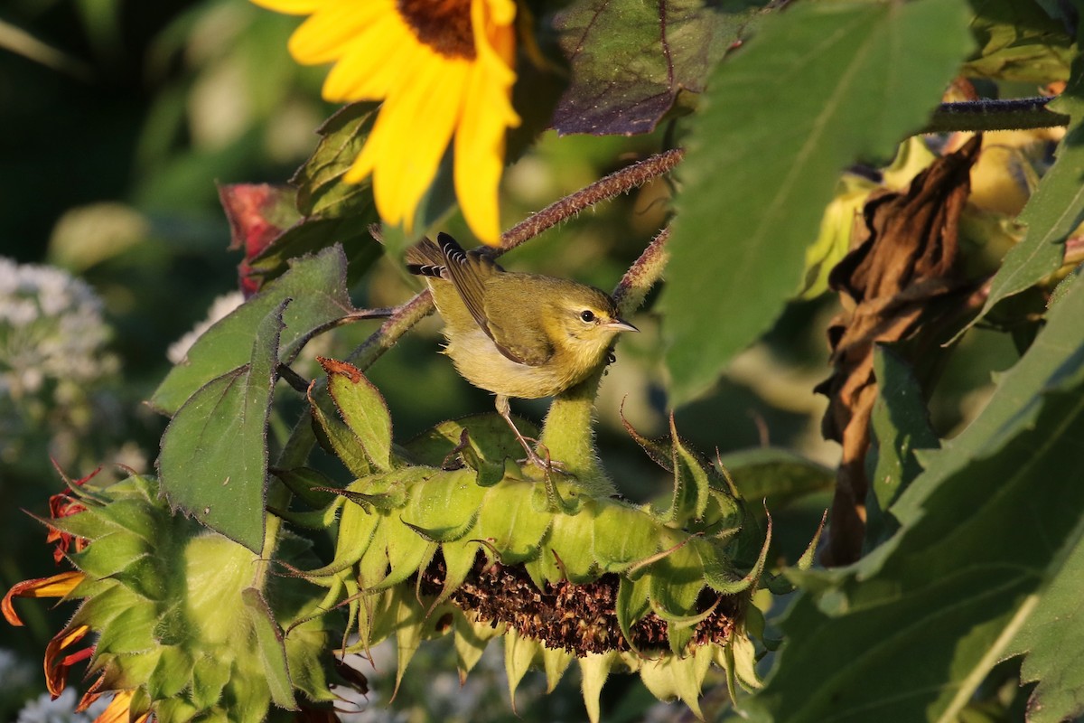 Tennessee Warbler - ML642042456