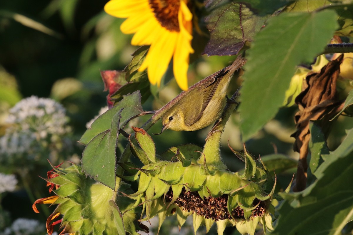 Tennessee Warbler - ML642042457