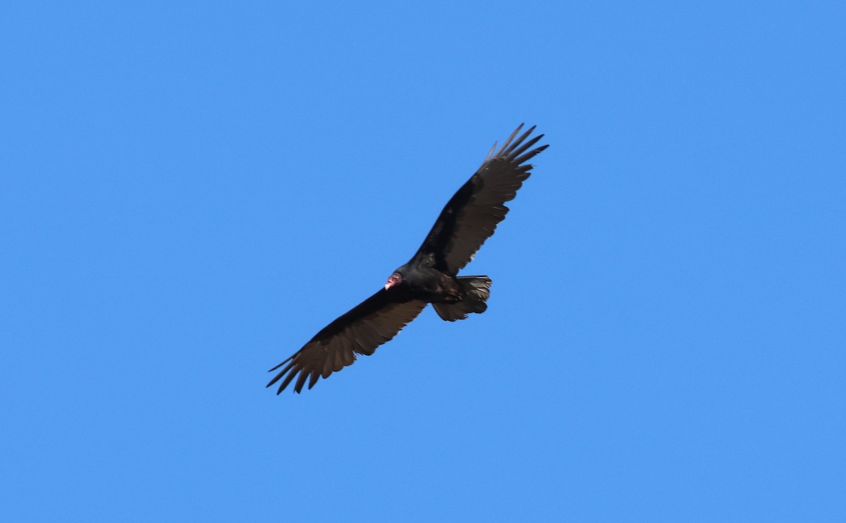Turkey Vulture - ML642042467