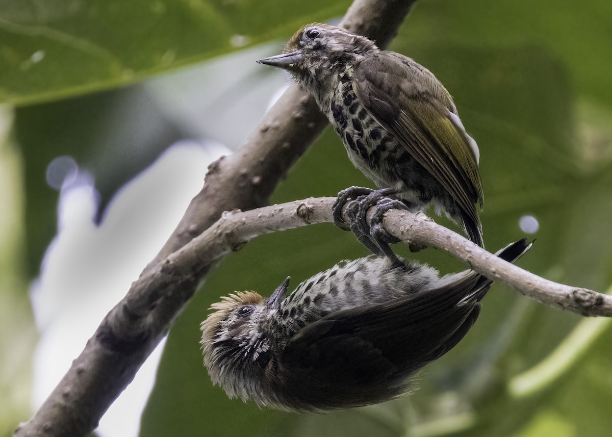 Speckled Piculet - ML642042479