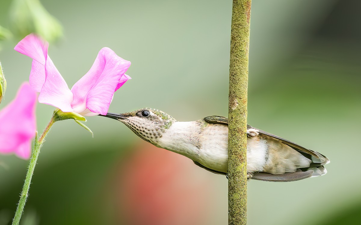 Ruby-throated Hummingbird - ML642042480