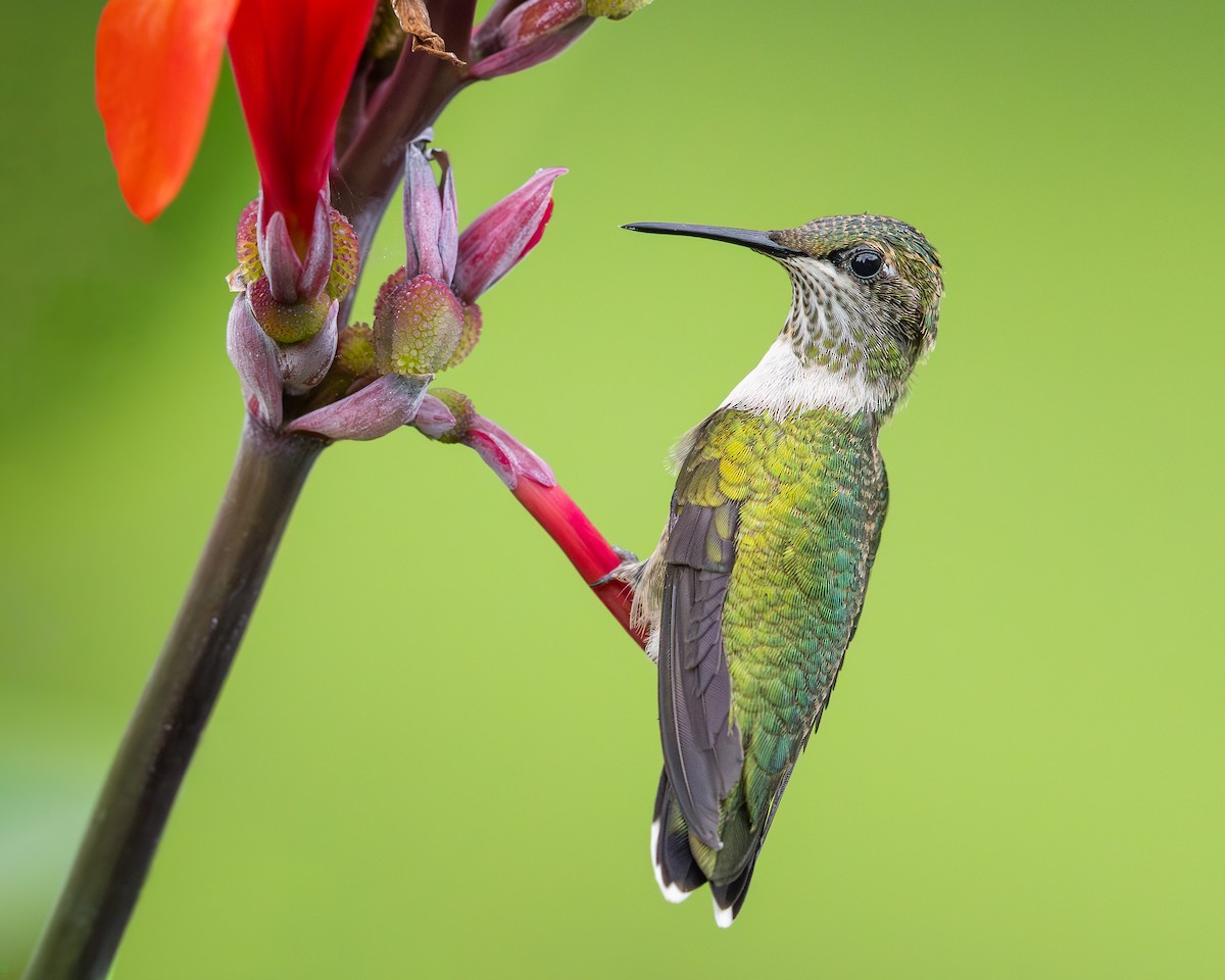 Ruby-throated Hummingbird - ML642042481