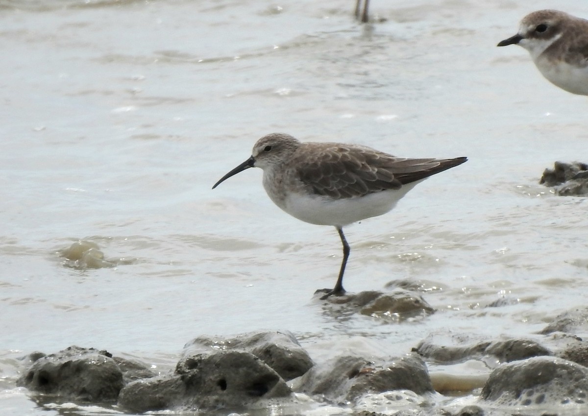 tundrasnipe - ML642042487