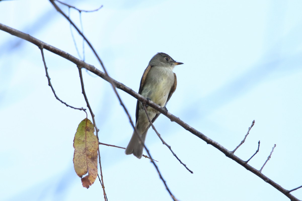 Eastern Wood-Pewee - ML642042489