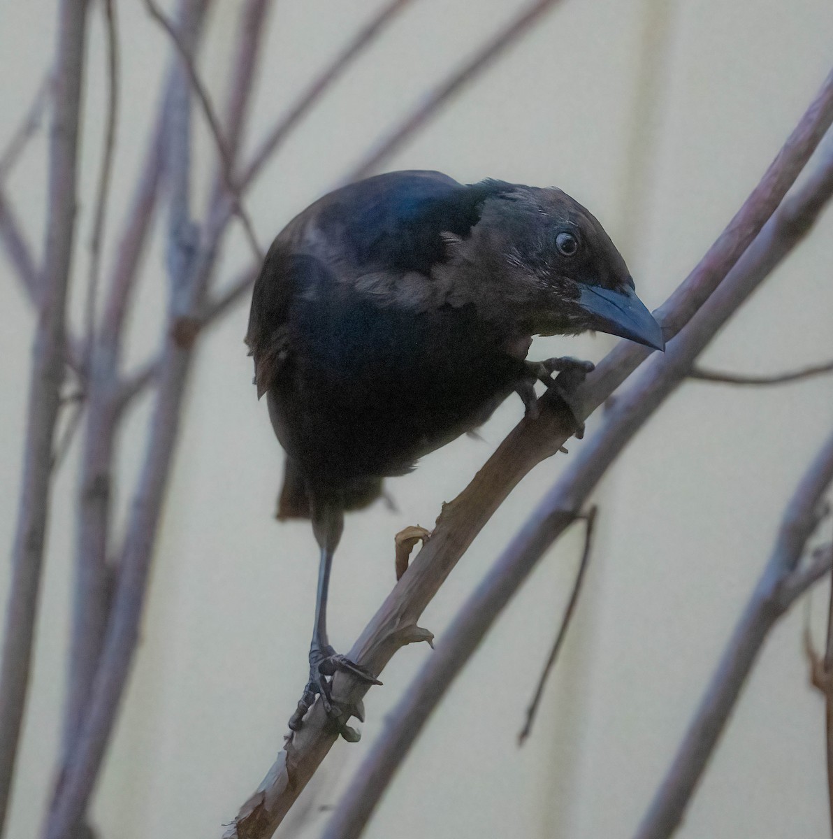 Common Grackle - ML642042490