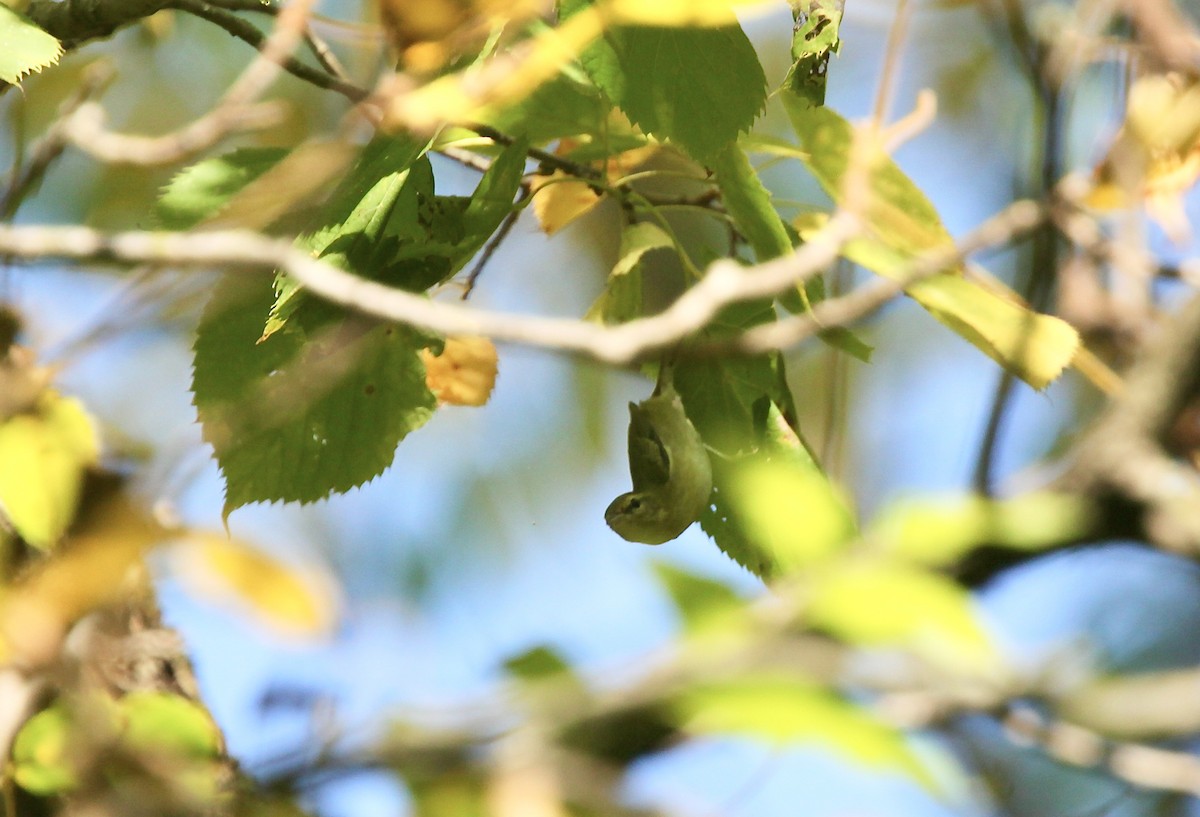 Tennessee Warbler - ML642042493