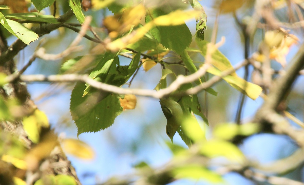 Tennessee Warbler - ML642042494