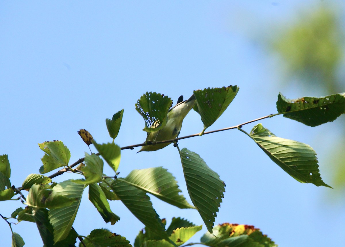 Tennessee Warbler - ML642042496