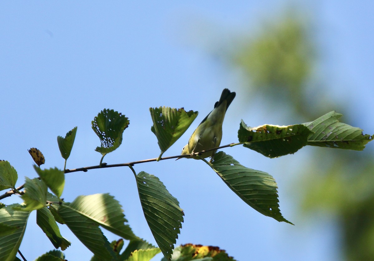 Tennessee Warbler - ML642042497
