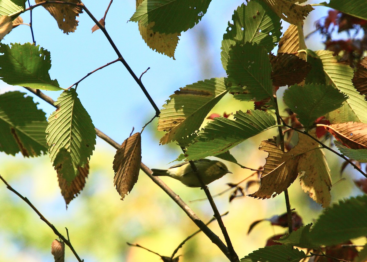 Tennessee Warbler - ML642042498