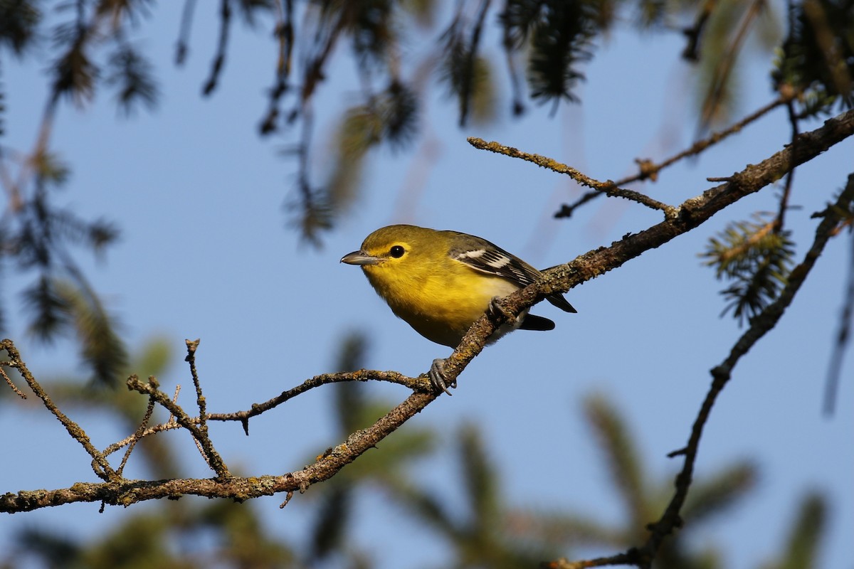 Yellow-throated Vireo - ML642042502