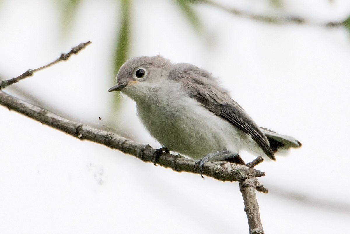 Blue-gray Gnatcatcher - Sue Barth