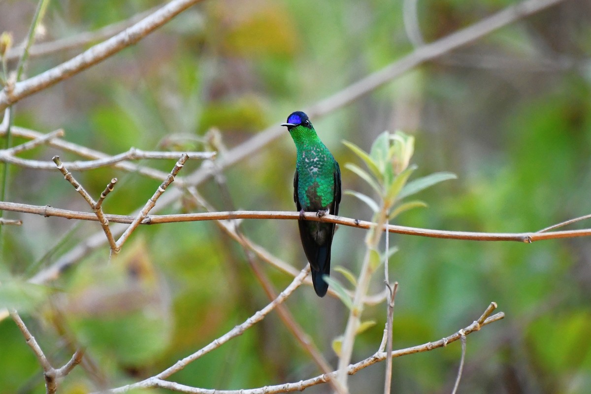 Violet-capped Woodnymph - ML642042518