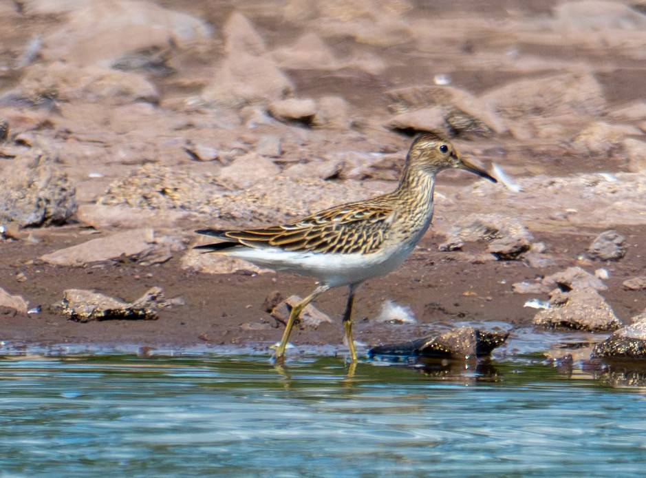 Pectoral Sandpiper - ML642042539