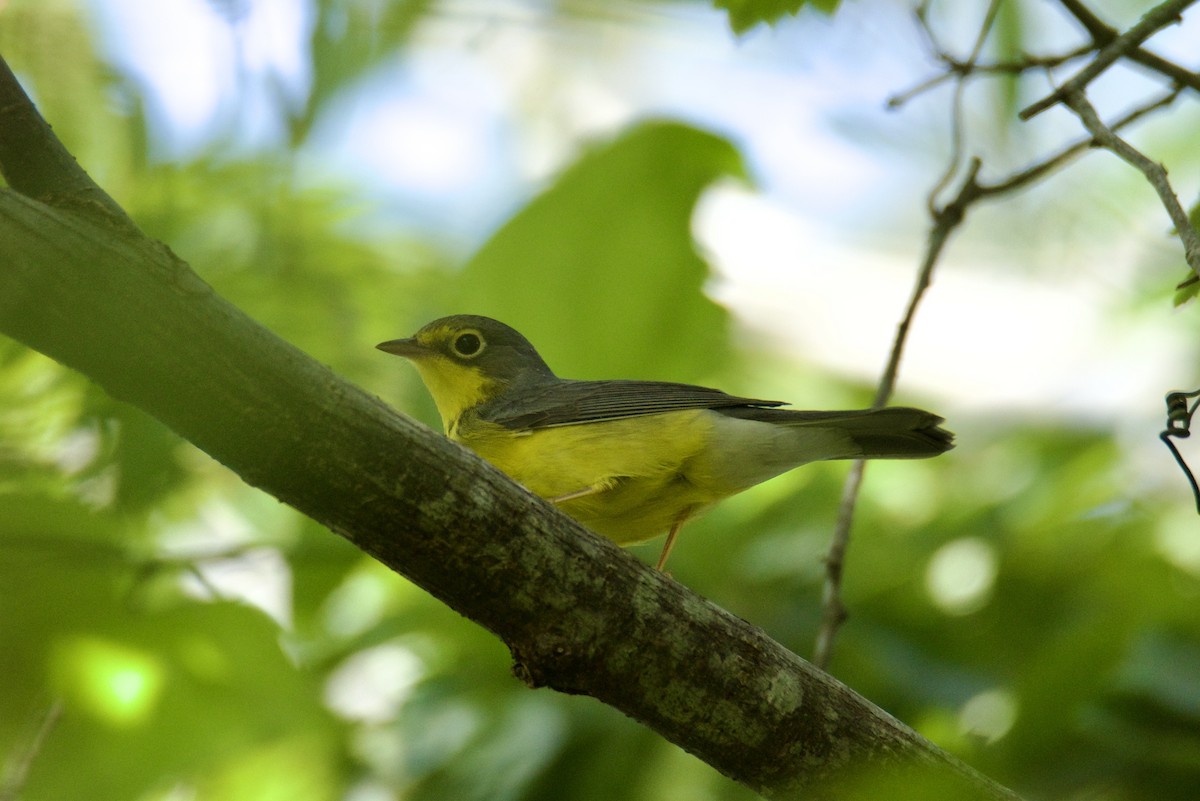 Canada Warbler - ML642042543