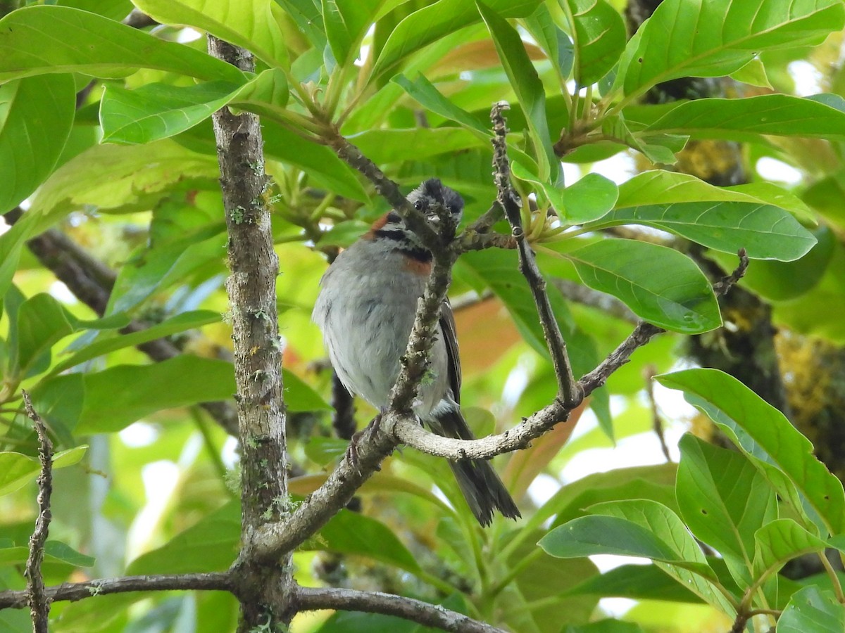 Rufous-collared Sparrow - ML642042550