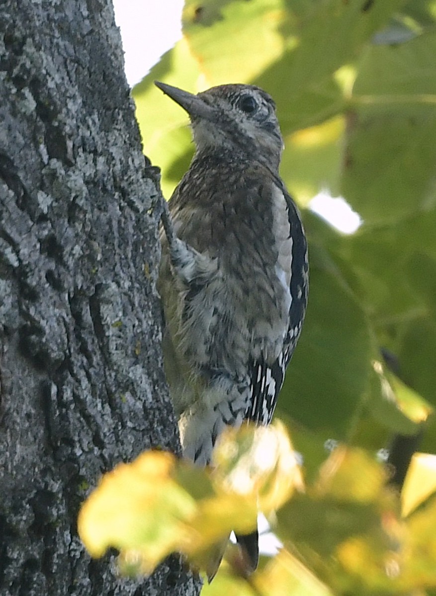 Yellow-bellied Sapsucker - ML642042558