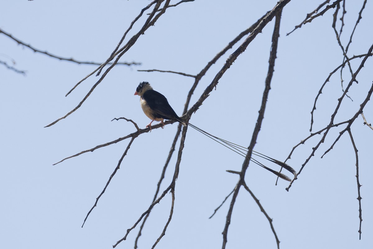 Shaft-tailed Whydah - ML642042572