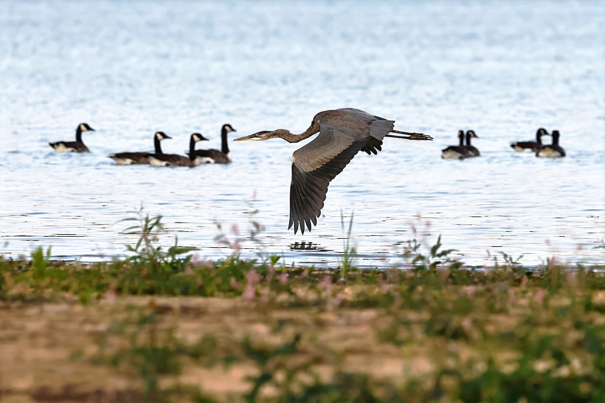Great Blue Heron - ML642042598