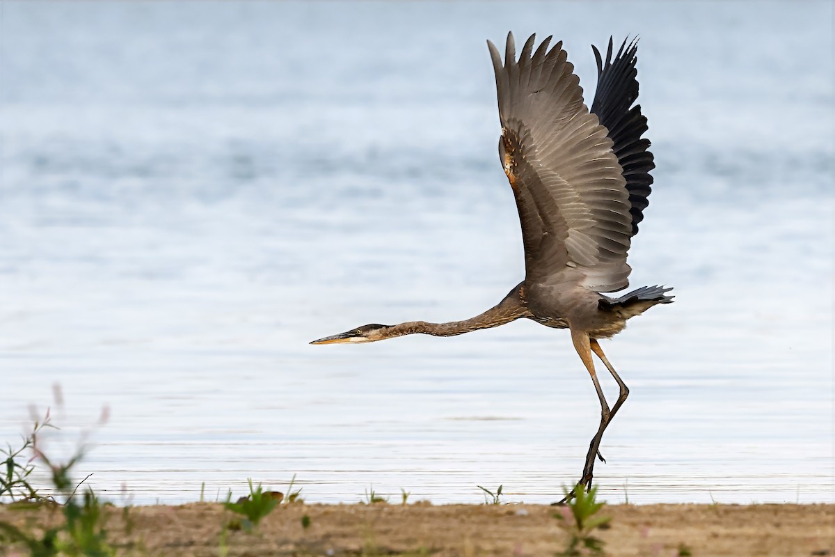 Great Blue Heron - ML642042603